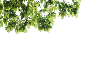 Fresh light green leave spring summer season on light sky background for spring summer concept.の写真素材