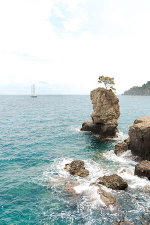 Tree on stone in the the sea, yacht approaching in the distance.