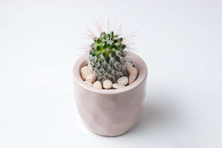 Small plant in pot succulents or cactus on white background by front viewの写真素材