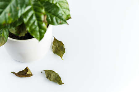 Cofee plant with dry leaves on white background.の写真素材