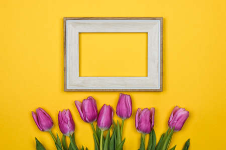 pink tulips and a white empty frame on colour backgroundの写真素材