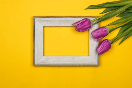 pink tulips and a white empty frame on colour backgroundの写真素材