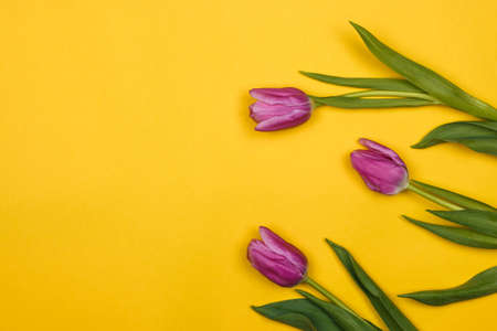 three pink, purple tulips from side on yellow backgroundの写真素材