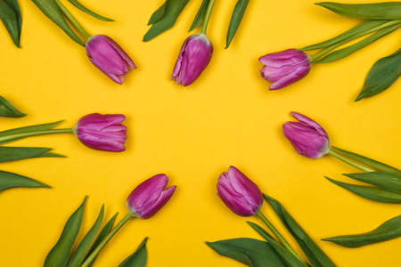 seven pink, purple tulips on yellow backgroundの写真素材