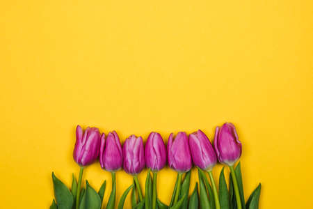 pink, purple tulips from on yellow background with copy spaceの写真素材
