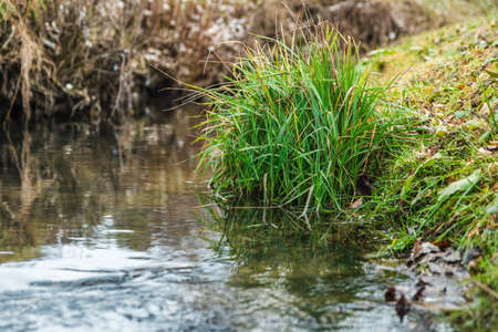 closeup spring stream and green grass. winter has left.の写真素材