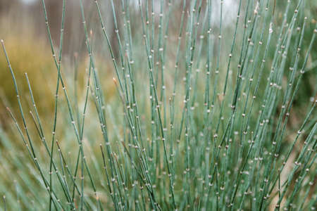 close up fresh green desaturated background green twigs straw