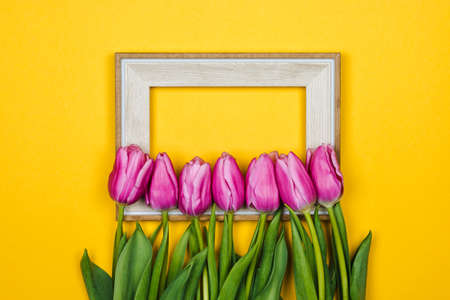 beauty of march. purple tulips over a white frame on yellow backgroundの写真素材