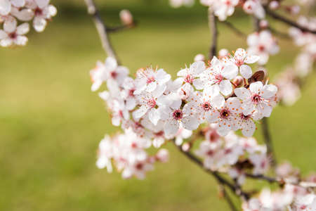 closeup view blossom of fruit tree with pink white flowers in spring over clean blue sky.