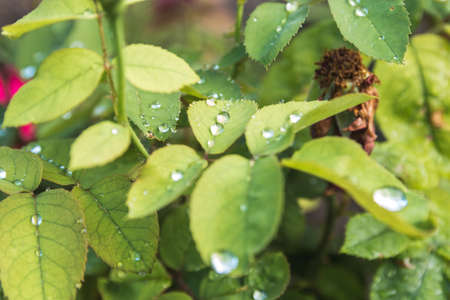 closeup leaves and bush of rose flower with drops after rain.の写真素材