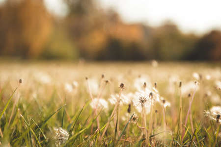 beautiful autumn blurred background orange yellow field with dandelions without fuzz at sunset.の写真素材