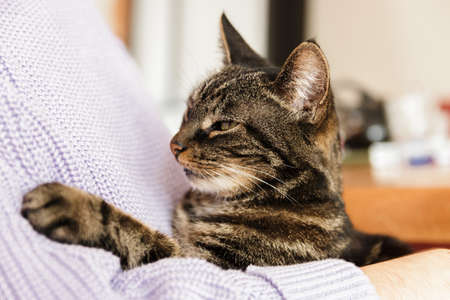 lonely stray cat in human arms feeling belovedの写真素材