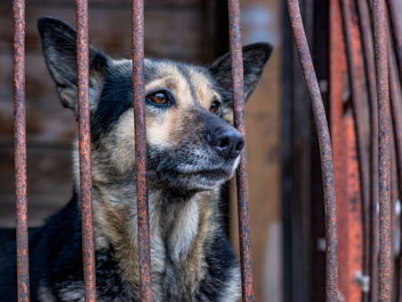 dog with sad eyes behind the fenceの写真素材