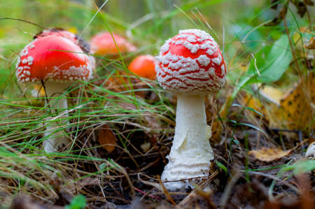 poisonous mushroom fly agaric. Forest mushrooms in the grass close-up. Gathering of mushrooms.の写真素材
