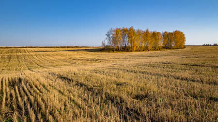 birch with yellow leaves in autumn on the fieldの写真素材