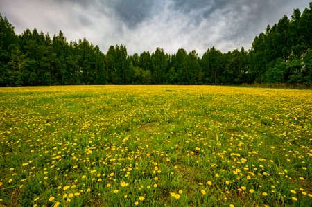 yellow dandelions on the field against the forestの写真素材