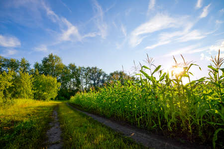 Rural landscape with a cornfield. of ripening crop of corn on a background of blue sky with cloudsの写真素材