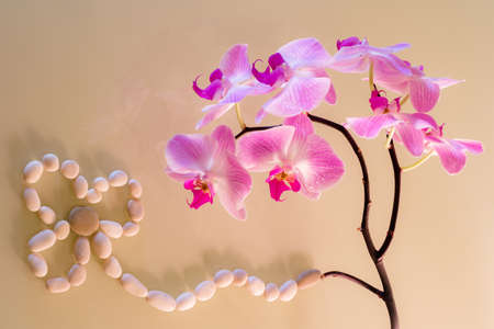 home pink Orchid. beautiful flower on the background of the stone flowerの写真素材