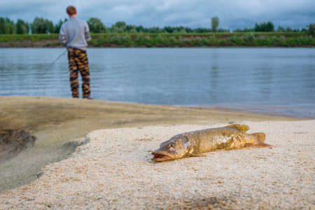 fisherman caught a pike. a man catches fish on the river. pike close upの写真素材