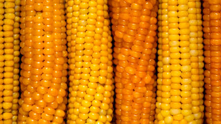 peeled ripe yellow corn on the cob closeup