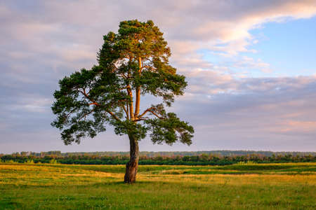 lonely tree at sunset in summer. huge branchy pine in a clean fieldの写真素材
