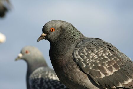 pigeonの写真素材