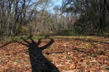 fall in a parkの写真素材