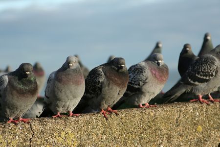 pigeons in a rowの写真素材
