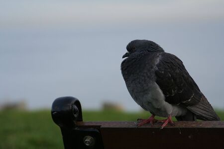pigeonの写真素材