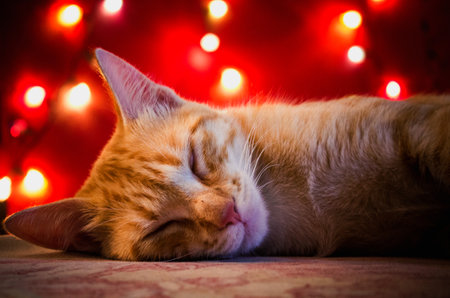 Kitten sleeping during Christmas 'Eve A yellow beautiful cat sleeping during the Christmas' Eve with red lights in the backgroundの写真素材