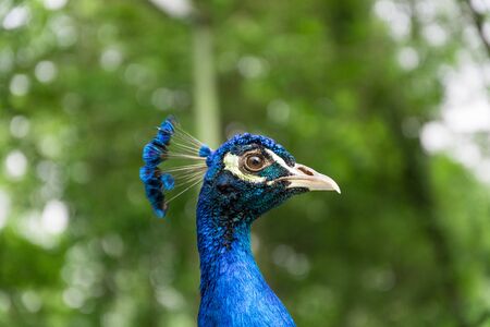 Portrait of a beautiful and colorful Blue Ribbon Peacock