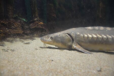 Underwater european sturgeon fish, wildlife siberian faunaの写真素材