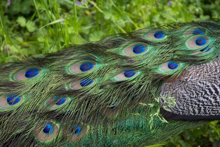 Beautiful young peacock male with blue plumage