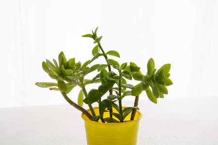 Decorative home plants and flowers for interior or balcony decorationの写真素材