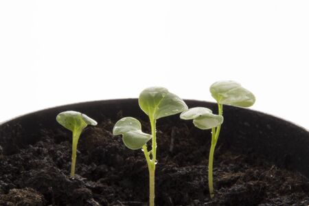 Red radish seedling, ecological planting concept in organic farmingの写真素材