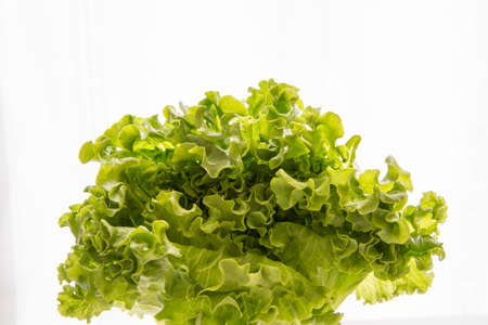 Lettuce, fresh organic green salad, healthy diet nutritionの写真素材