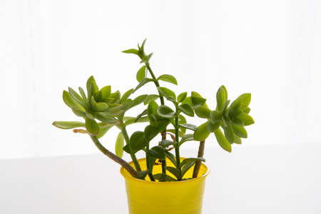 Decorative home plants and flowers for interior or balcony decorationの写真素材