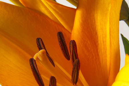 Orange lily flower plant , macro pollen stamenの写真素材