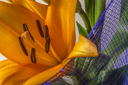 Orange lily flower plant , macro pollen stamenの写真素材
