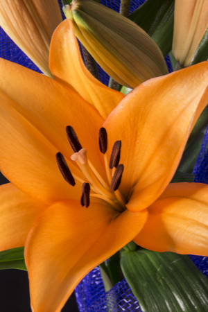 Beautiful orange lily flower on black background, lilisの写真素材