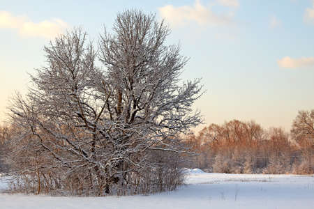 Snow covered park at early morning light.の写真素材