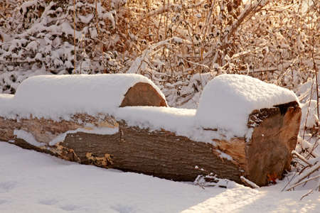 Snow covered park at early morning light.の写真素材