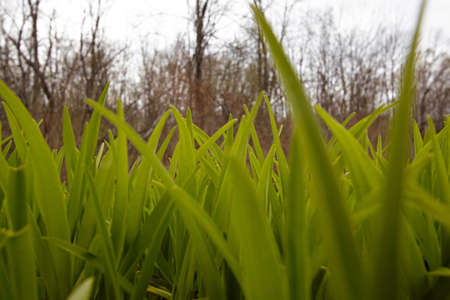 Green grass on the farm.