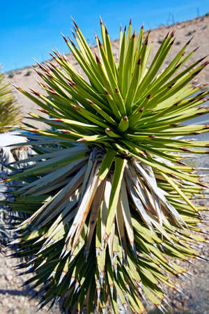 View of dry landscape and Joshua Trees in the Mojave Desert.の写真素材