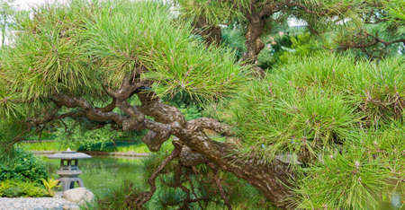 View of the Japanese Garden and pond.の写真素材