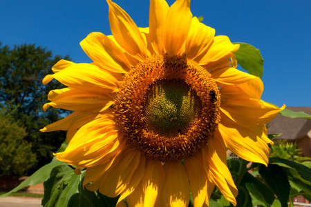 Bright sunflower against blue sky.の写真素材