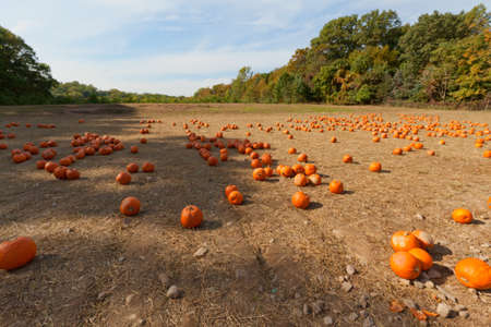 Pumpkin patch at the farm for pumpkin picking.の写真素材