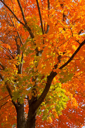 Beautiful Fall scenery in Upstate New York.の写真素材