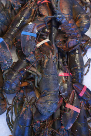 Fresh lobsters at the seafood market の写真素材