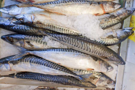 Fresh catch of fish at the seafood market.の写真素材